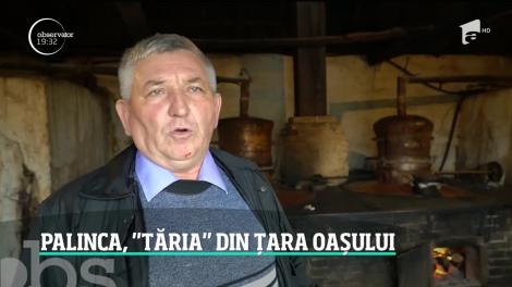 În Ţara Oaşului, palinca de prune este mândria zonei