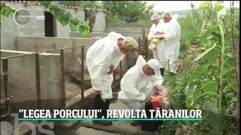 Ţăranii se revoltă după ordinul care limitează numărul de porci în gospodărie