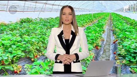 Căpşuni de toamnă pentru masa de Crăciun