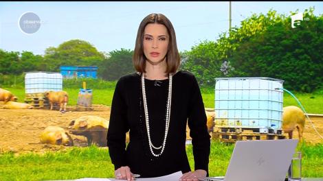 Românii de la sate primesc încă o veste proastă. Tăierea porcului se va face sub supravegherea unui veterinar