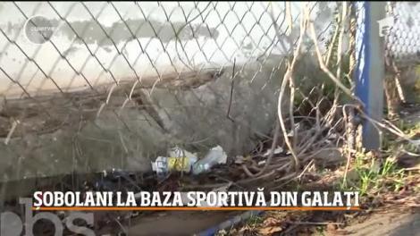 Baza sportivă din Galaţi a devenit un adevărat pericol, din cauza nenumăraţilor şobolani, despre care autorităţile susţin că au fost aduşi de temperaturile prea ridicate