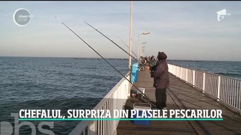 Vremea mult prea caldă pentru luna noiembrie prelungeşte sezonul chefalului: ”Sunt pescar din 1983, dar așa ceva n-am mai întâlnit!”