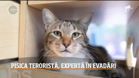 Pisica din Statele Unite, expertă în evadări