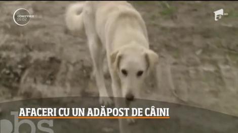 O familie care deține un adăpost de câini, acuzată că ţine animalele doar ca să obţină bani de pe urma lor: ”A furat un câine de pe proprietate privată!”