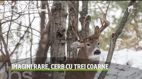 Un fotograf amator din Statele Unite poate spune că a făcut poza vieţii lui. A surprins un.cerb cu trei coarne