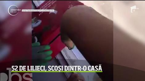 Medicii veterinari din Capitală au primit un apel neobişnuit. Un bărbat le-a spus că are o colonie de lilieci acasă