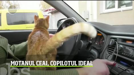 Un pisoi din Ucraina a ajuns taximetrist. Şi are un succes formidabil, îl cunosc acum toţi internauţii