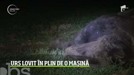 În Harghita, un urs a ieşit în calea unei maşini, care nu a mai putut să-l evite. Cele trei persoane din autoturism au scăpat tefere