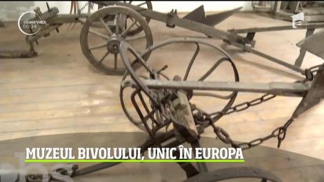 Muzeul Bivolului din judeţul Cluj, unic în Europa