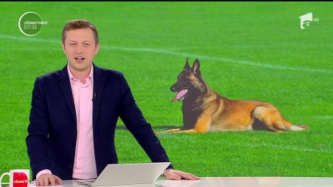 A fost spectacol la Oradea, la o competiţie cu concurenţi patrupezi. O sută de câini s-au duelat într-un concurs care le-a testat agilitatea şi capacitatea de a prinde infractori