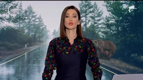 Imaginea ursului lăsat să agonizeze pe şosea, aproape 20 de ore, face înconjurul lumii şi declanşează scandal la nivel înalt! Autorităţile se acuză reciproc că nu ştiu să aplice legile