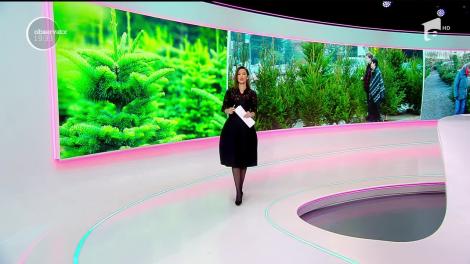 Invadaţi de importuri, vom împodobi brazi de la străini! Faţă de alţi ani, arborii româneşti sunt mult mai puţini