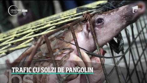 Captură neobişnuită pe aeroportul din Istanbul. Poliţia a descoperit un colet, cu destinaţia România, în care se aflau solzi de pangolin!