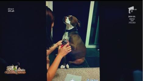 Neatza cu Răzvan și Dani - Smiley news. Câinele cântăreț și cățelul care leșină la pedichiură