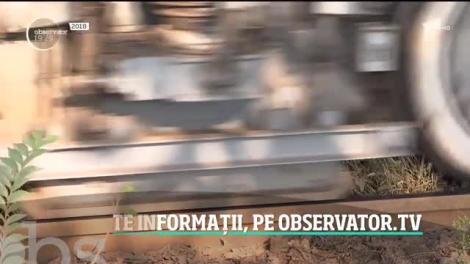 Animalele sălbatice au ajuns şi în mijlocul Capitalei! O vulpe se plimbă nestingherită printre blocuri