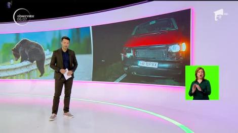 Un alt urs a fost lovit mortal de o maşină pe un drum naţional din judeţul Mureş