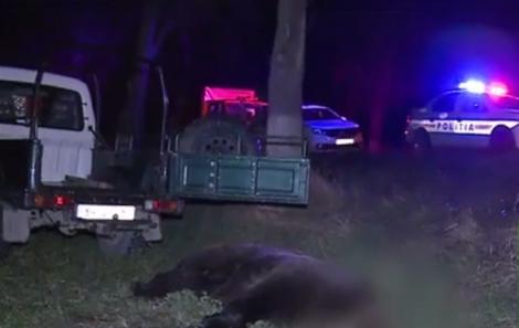 Un alt urs a fost lovit mortal de o maşină. Ursoaica de 250 de kilograme și-a dat ultima suflare pe șosea