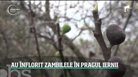 Vara indiană colorează grădinile din vestul ţării. În pragul iernii, au înflorit zambilele şi crăiţele, iar pomii au înmugurit
