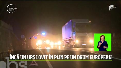 Încă un urs lovit în plin pe un drum european