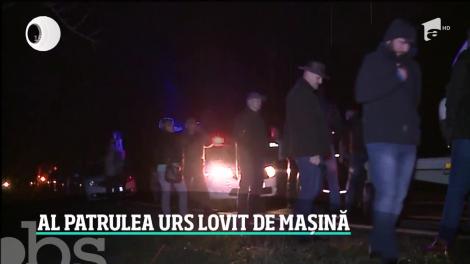 Încă un urs a fost lovit de o maşină! Un şofer care şi-a distrus autoturismul într-un astfel de impact a fost despăgubit de stat