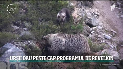 Urşii aflaţi în hiberbare au dat peste cap programul evenimentelor de Revelion, în Polonia