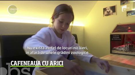 Cafenelele cu pisici şi câini sunt de domeniul trecutului în Rusia! S-a deschis cafeneaua cu arici!