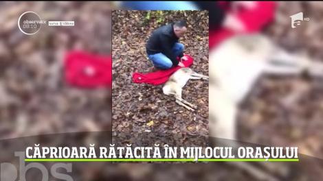 Căprioară rătăcită în mijlocul orașului Râmnicu Vâlcea