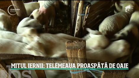 Telemeaua proaspătă din lapte de oaie nu are cum să fie pe tarabe