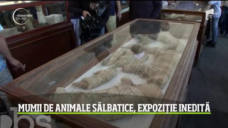 Expoziţie fără precedent în Egipt: animale mumificate