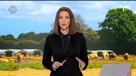 Românii au început să-şi aleagă porcul de Crăciun și-l cântăresc cu rulota