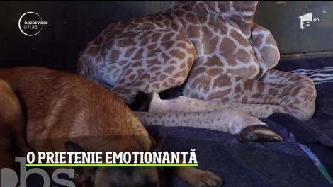 Povestea unui pui de girafă abandonat în Africa de Sud a înduioşat o lume întreagă
