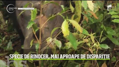 Iman, ultima femelă de rinocer de Sumatra din statul asiatic a murit la vârsta de 25 de ani