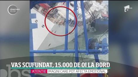 O navă cu 15 mii de oi la bord s-a scufundat în portul Midia