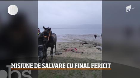 Cal împotmolit până la gât în albia râului Argeș, salvat de către pompieri