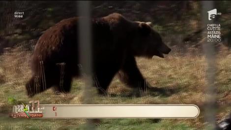 Poveştile ursuleţilor din rezervaţia Zărneşti