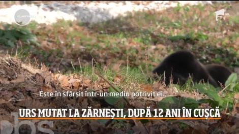 Urs mutat la Zărnești, după 12 ani în cușcă