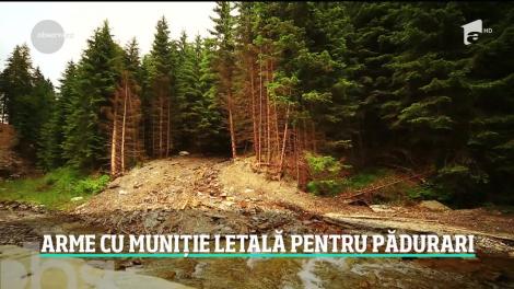 Camera Deputaţilor a decis ca pădurarii să primească arme cu muniție letală