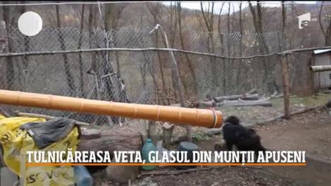 Moţii din Apuseni foloseau tulnicul pe post de instrument de comunicare. Acum, doar o singură femeie mai știe ă folosească uriaşul instrument de suflat