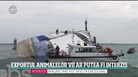 Masacrul oilor din portul Midia determină autorităţile să se gândească la schimbarea legii: exportul animalelor vii ar putea fi interzis!