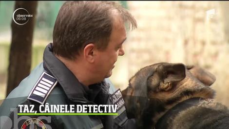 Taz, câinele detectiv al Poliției Române. Patrupedul a devenit expert în detectarea stupefiantelor