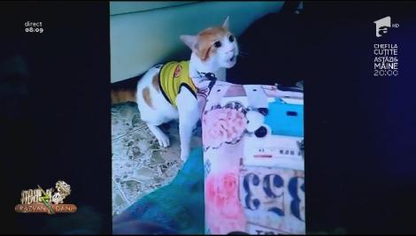 Smiley News - Neatza cu Răzvan și Dani. Pisica microbistă, hoțul de înghețată și grănicerul zburător