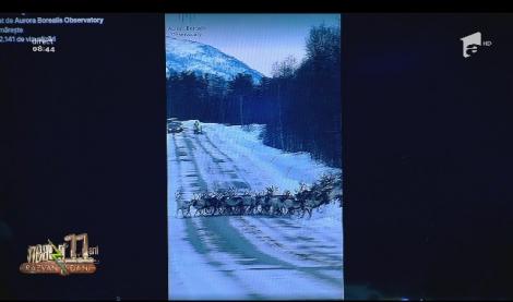 Smiley News - Neatza cu Răzvan și Dani. Șoseaua blocată de reni