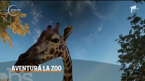 Aventură virtuală la grădina zoologică din Braşov