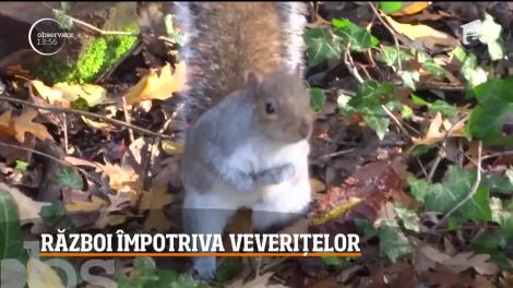 Autorităţile britanice declară război veveriţelor și îi îndeamnă pe oameni să le vâneze şi chiar să le mănânce, pentru a le limita numărul lor