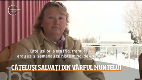 Un grup de salvamontişti americani au salvat din vârful unui munte trei căţeluşi