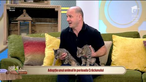 Neatza cu Răzvan și Dani. Adopția unui animal în perioada Crăciunului: Este o mare responsabilitate și trebuie privită cu seriozitate