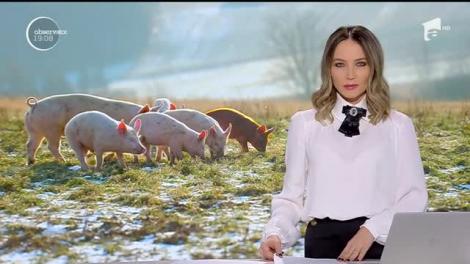 Porcul de Crăciun este mai scump anul acesta