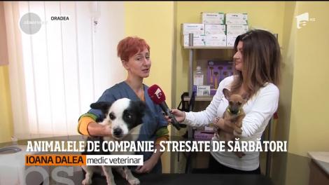 Animalele de companie, stresate de sărbători