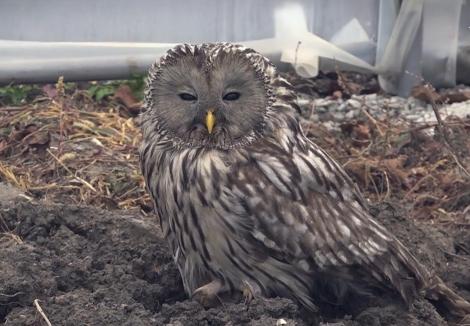 O bufniță a primit a doua șansă la viață. După ce a fost lovită de o maşină, pasărea a fost salvată de o tânără