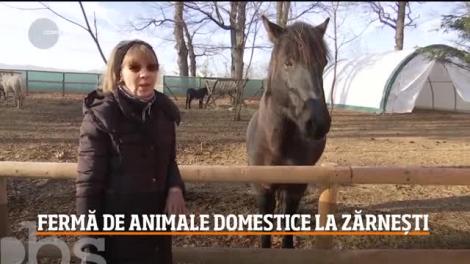 Animalele domestice ieşite la pensie pot fi văzute la o fermă din Zărnești